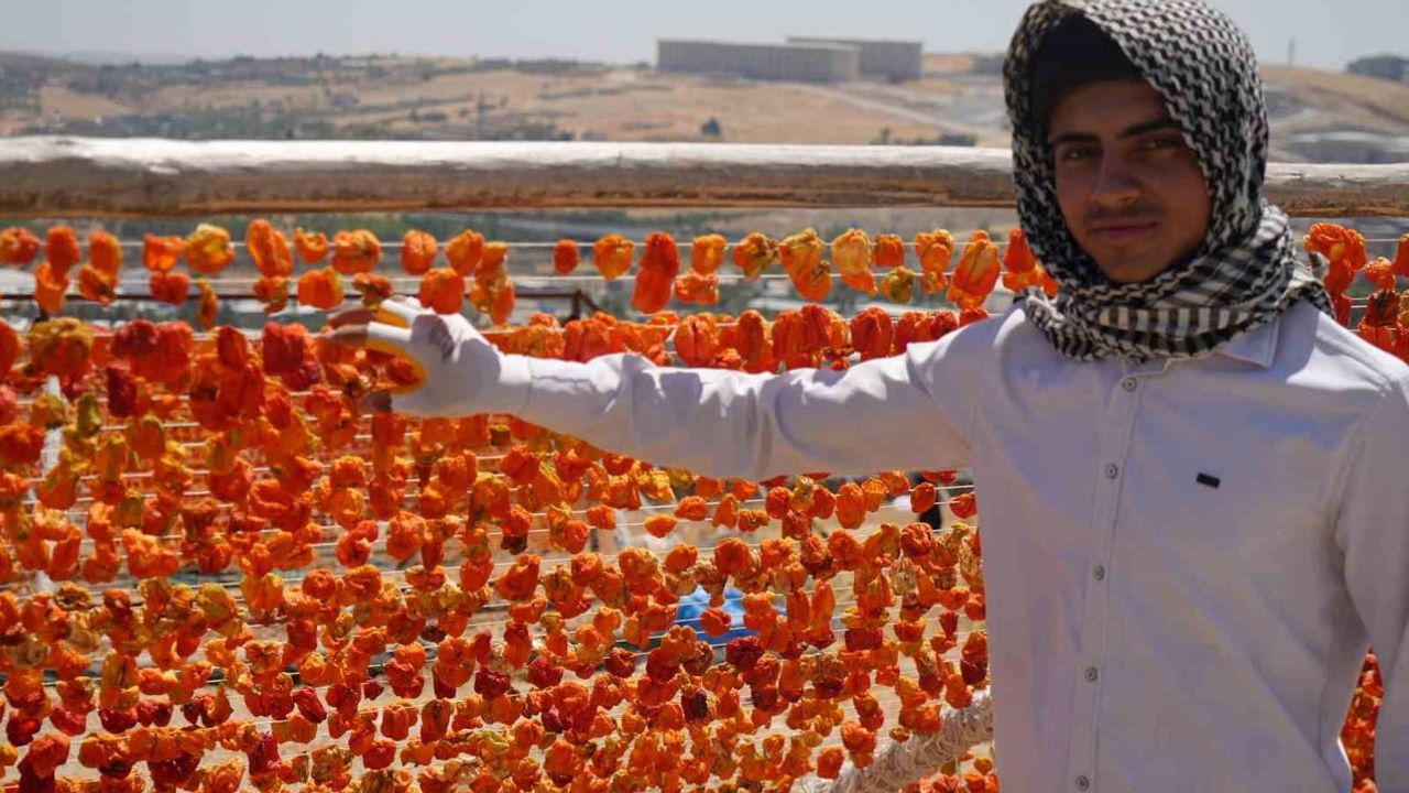 Gaziantep'in tepeciklerinde renklenen kurutmalık sezonu başladı