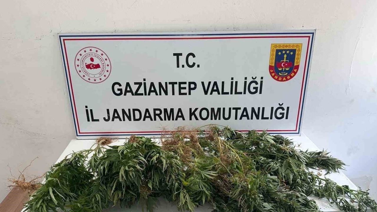 Gaziantep'te kenevir ekimine jandarma müdahalesi: 9 kişi gözaltında