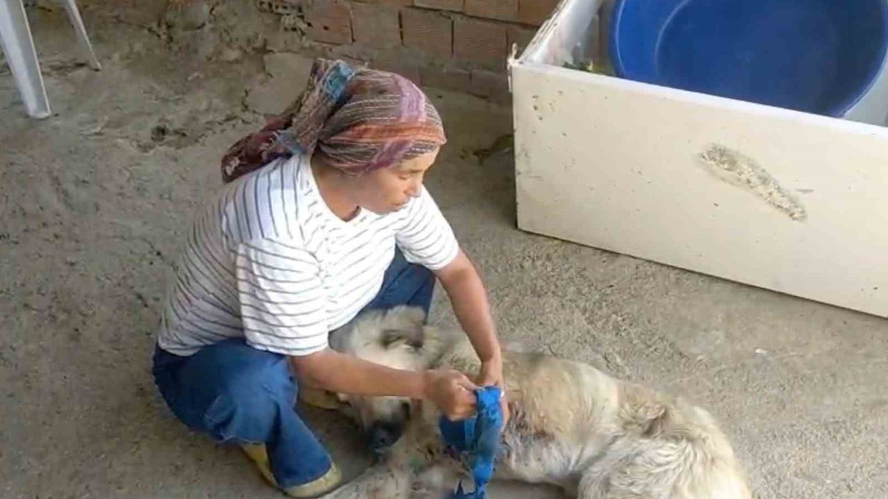 Gebiz'de çoban köpeği kurşunla sakat kaldı; sahibinden adalet çağrısı