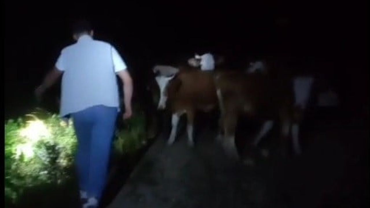 Gece yarısı başlatılan aramayla 13 inek dağlık alanda bulundu
