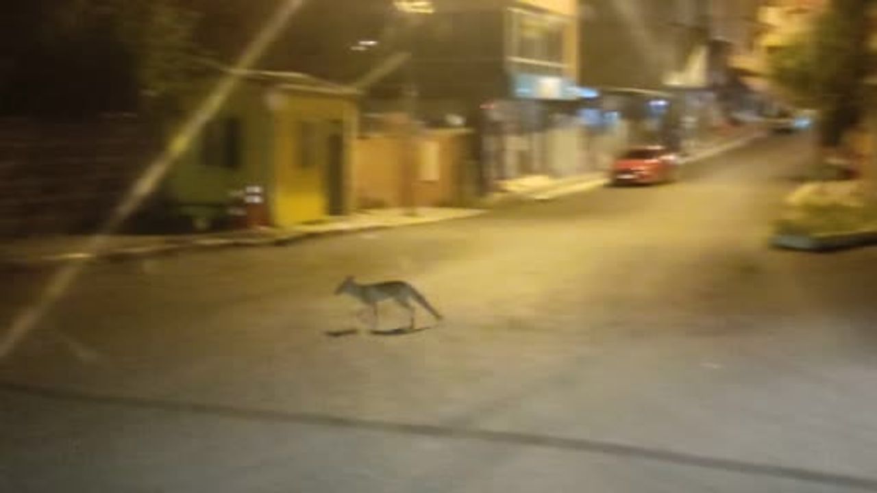 Gece yarısı kent sokaklarında görülen tilki halkın ilgisini çekti