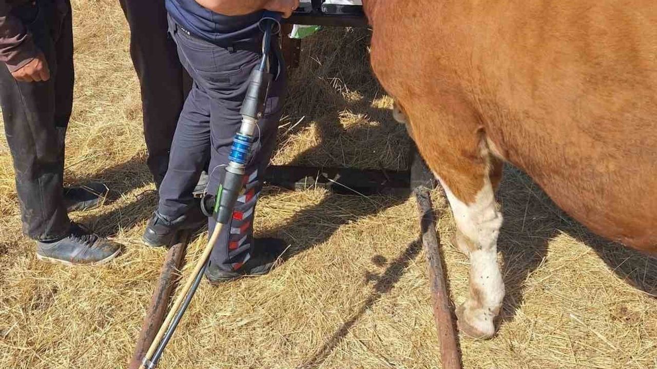 Gerede'de tarım aletine sıkışan büyükbaş itfaiyenin müdahalesiyle kurtarıldı