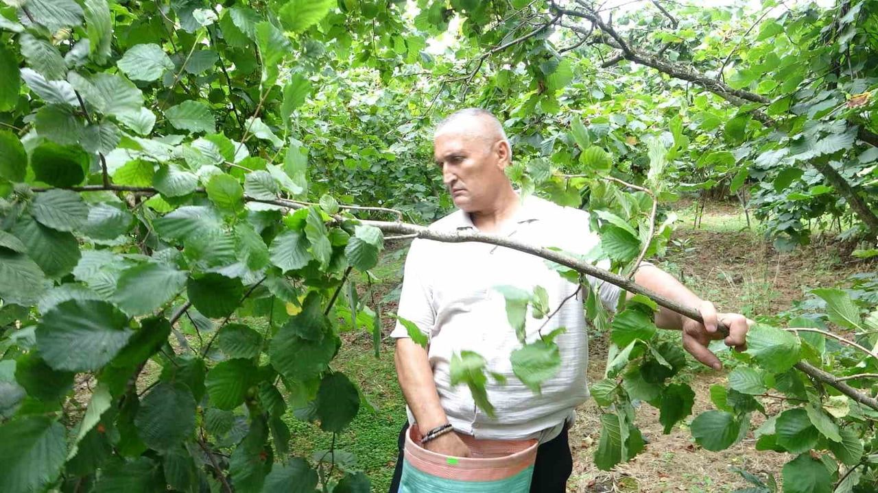 Giresun sahilinde çuvallar dolmaya başladı, üreticiler fiyat umudunu koruyor