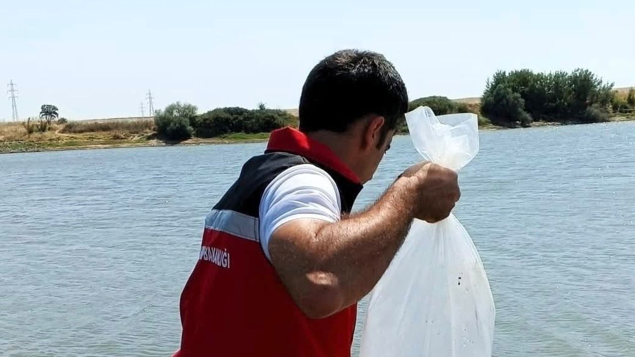 Göletlere 150 bin balık bırakıldı, ekosistem güçlendiriliyor