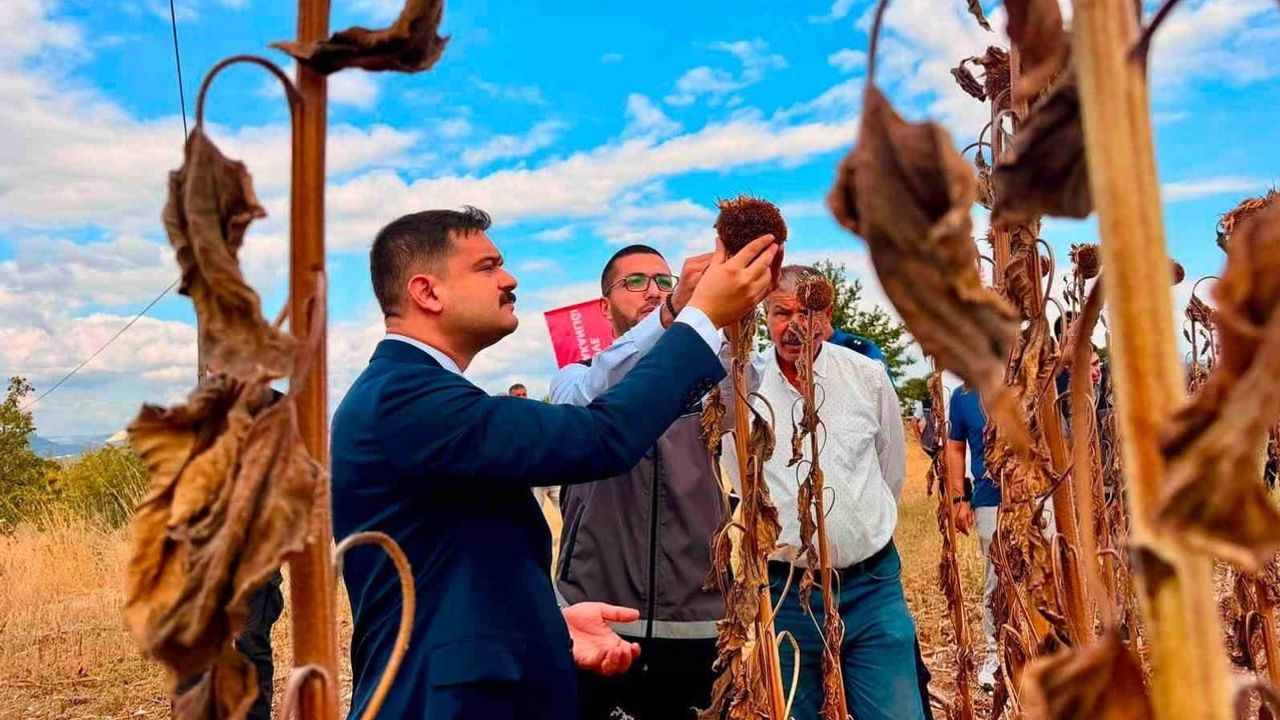 Gölpazarı'nda ayçiçeği tarlaları üç yılda genişledi
