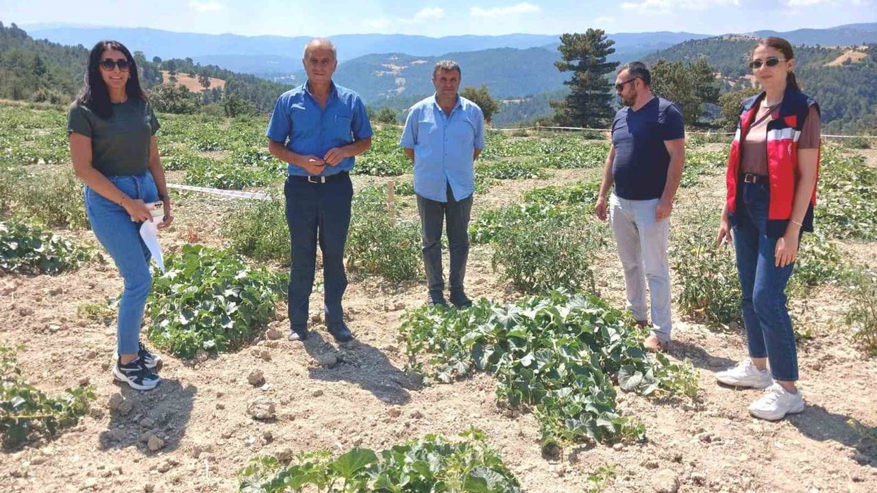 Göncek'te organik kavun tarlalarında yerinde denetim yapıldı