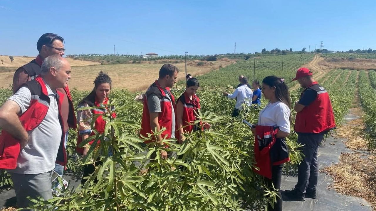 Gördes'te incirle tarımda çeşitlilik hedefleniyor