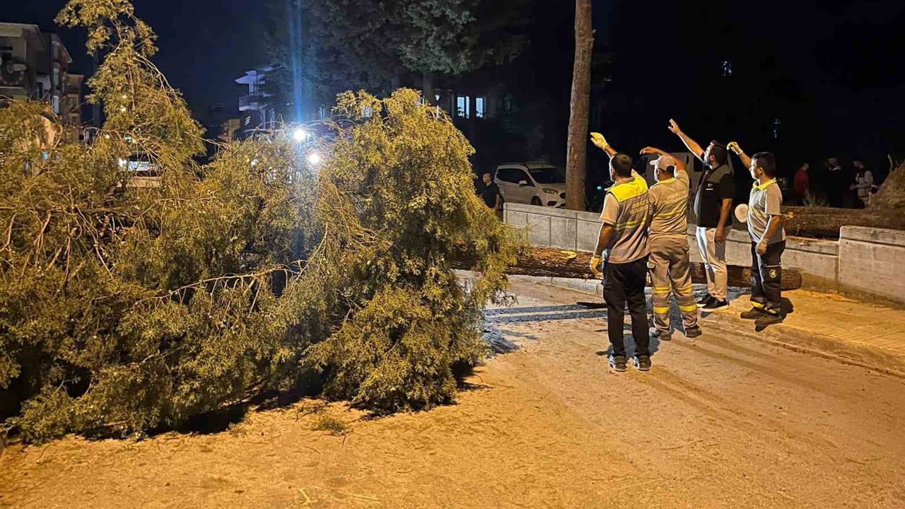 Gülabibey'de şiddetli rüzgar bir ağacı yola savurdu araçta hasar oluştu