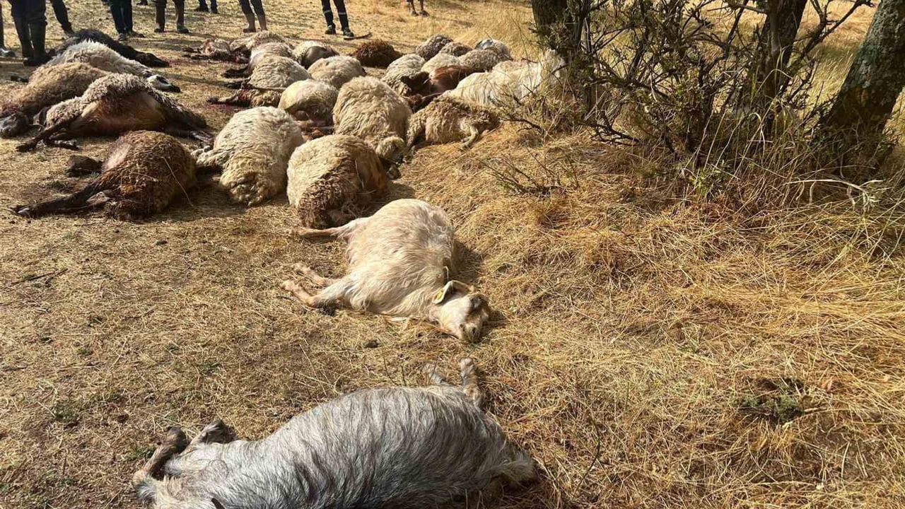 Güroymak'ta otlatılan sürüye yıldırım düştü: 36 küçükbaş hayatını kaybetti