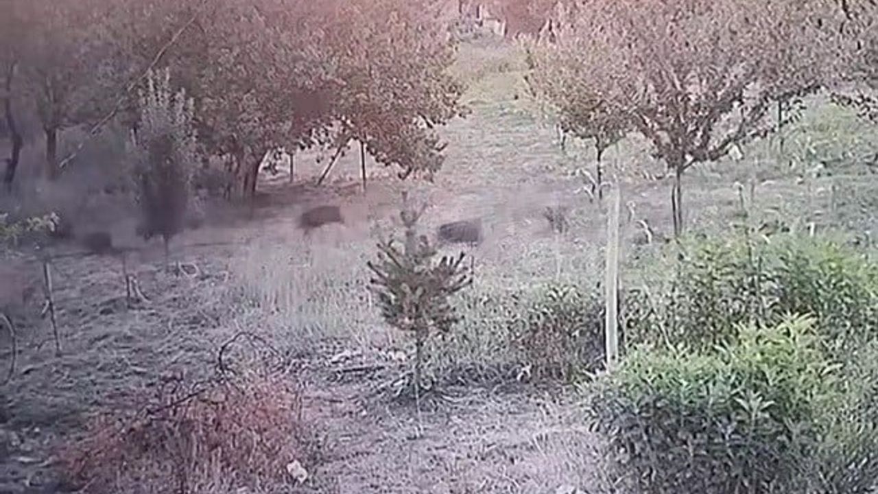 Güvenlik kamerasına yansıyan domuz sürüsü kayısı bahçesine kadar indi