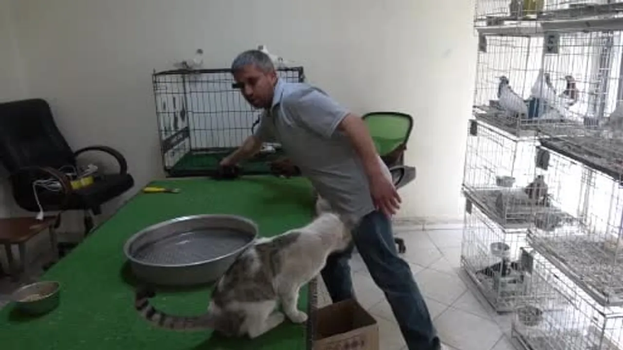 Güvercin otelinin vejetaryen sakini Bulut'un huzuru