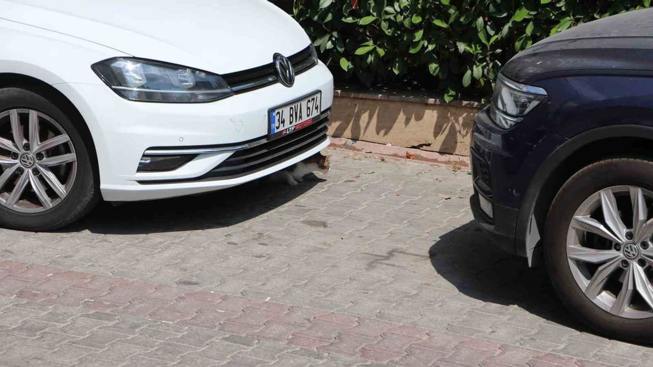 Güzelyalı'da ağızlıksız pitbullün öldürdüğü kedi mahalleliyi isyan ettirdi