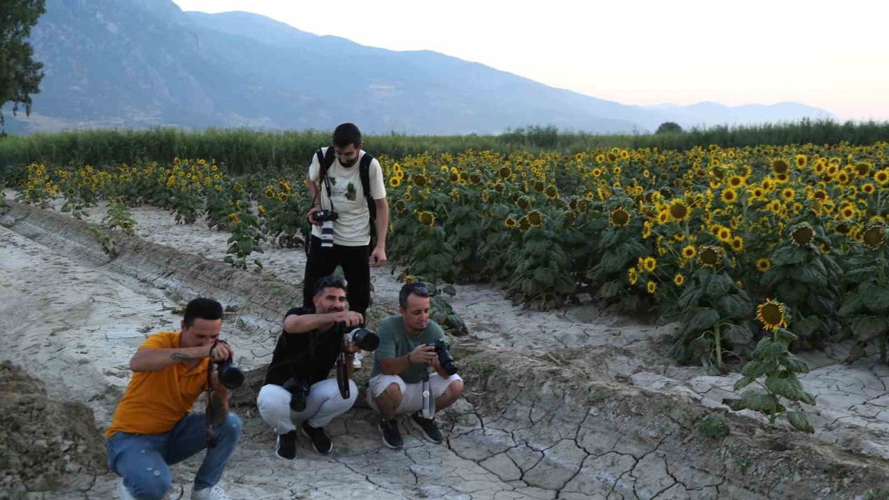 Harmandalı'nda güneşe bakan tarlalar fotoğrafçıların yeni açık hava stüdyosu