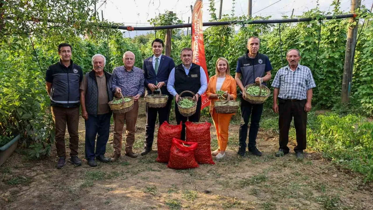 Hasat başladı: Pazaryeri boncuk fasulyesi tarladan sofraya doğru