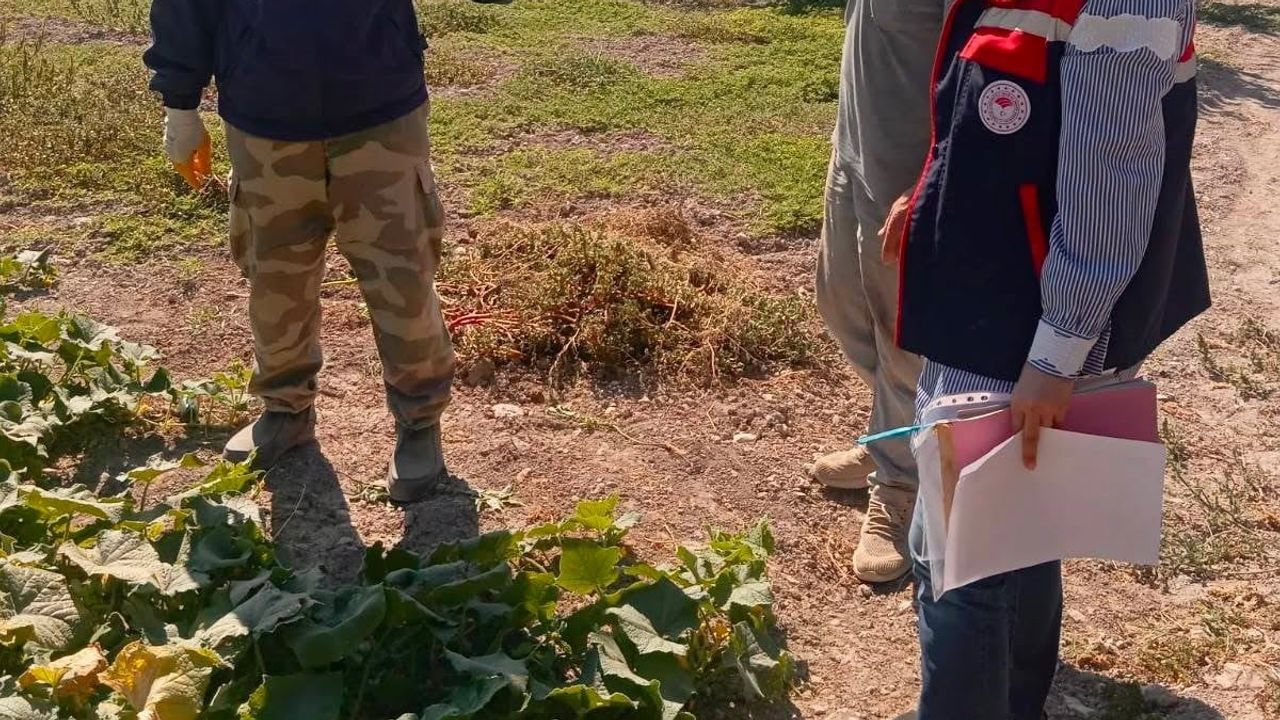 Hasat öncesi pestisit denetimleri turşuluk salatalıklarda yoğunlaştı