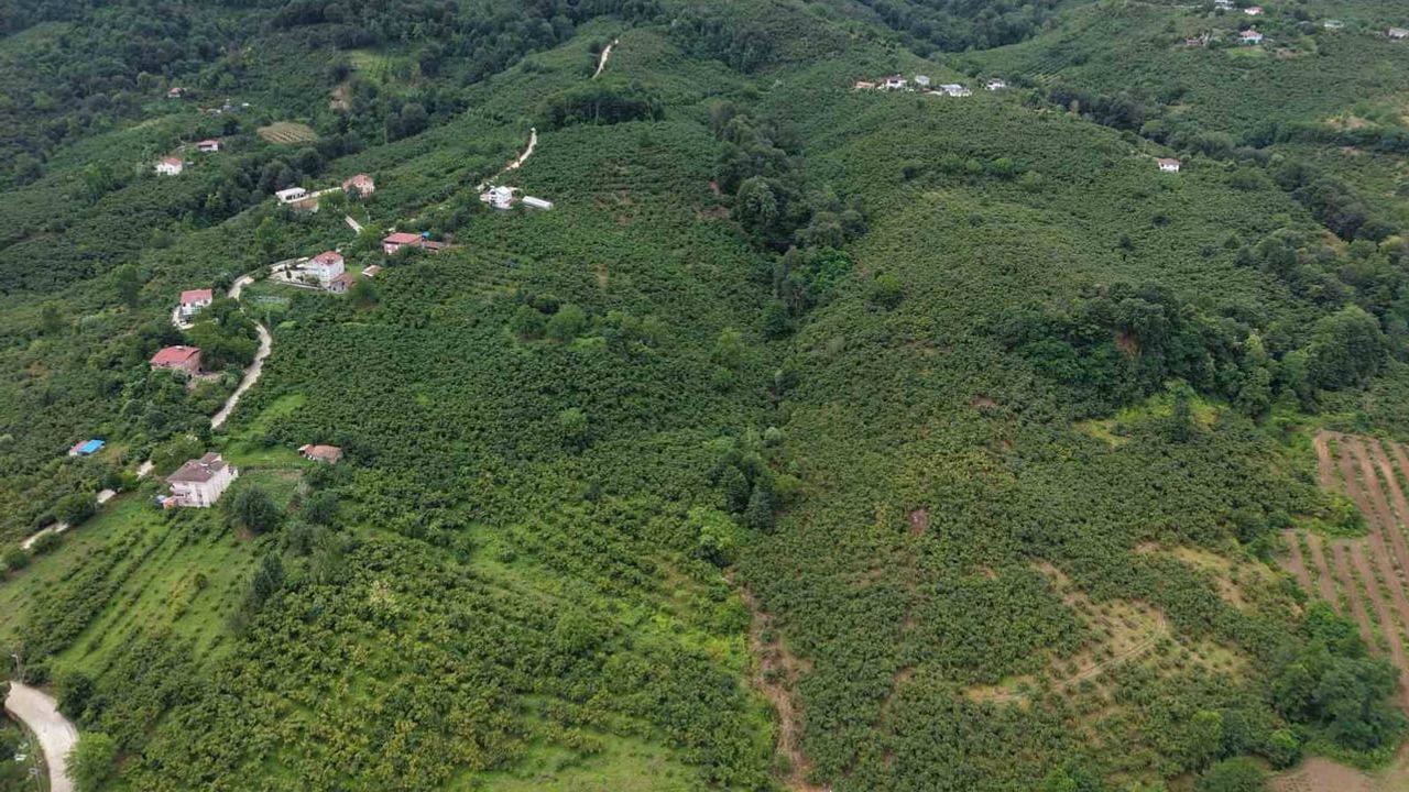 Hasat takvimi açıklandı: Samsun fındığında üç kuşak için tarih belli