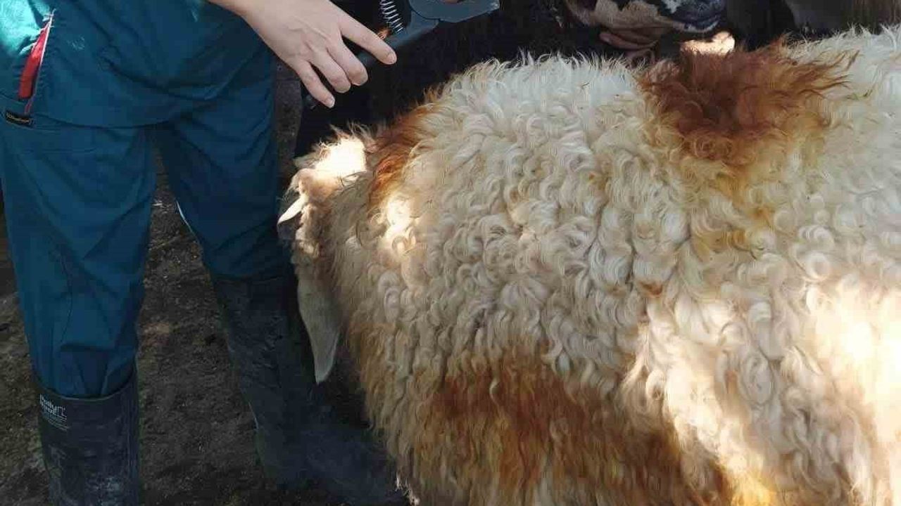 Hatay'da hayvan sağlığını güçlendiren aşılama ve eğitim seferberliği