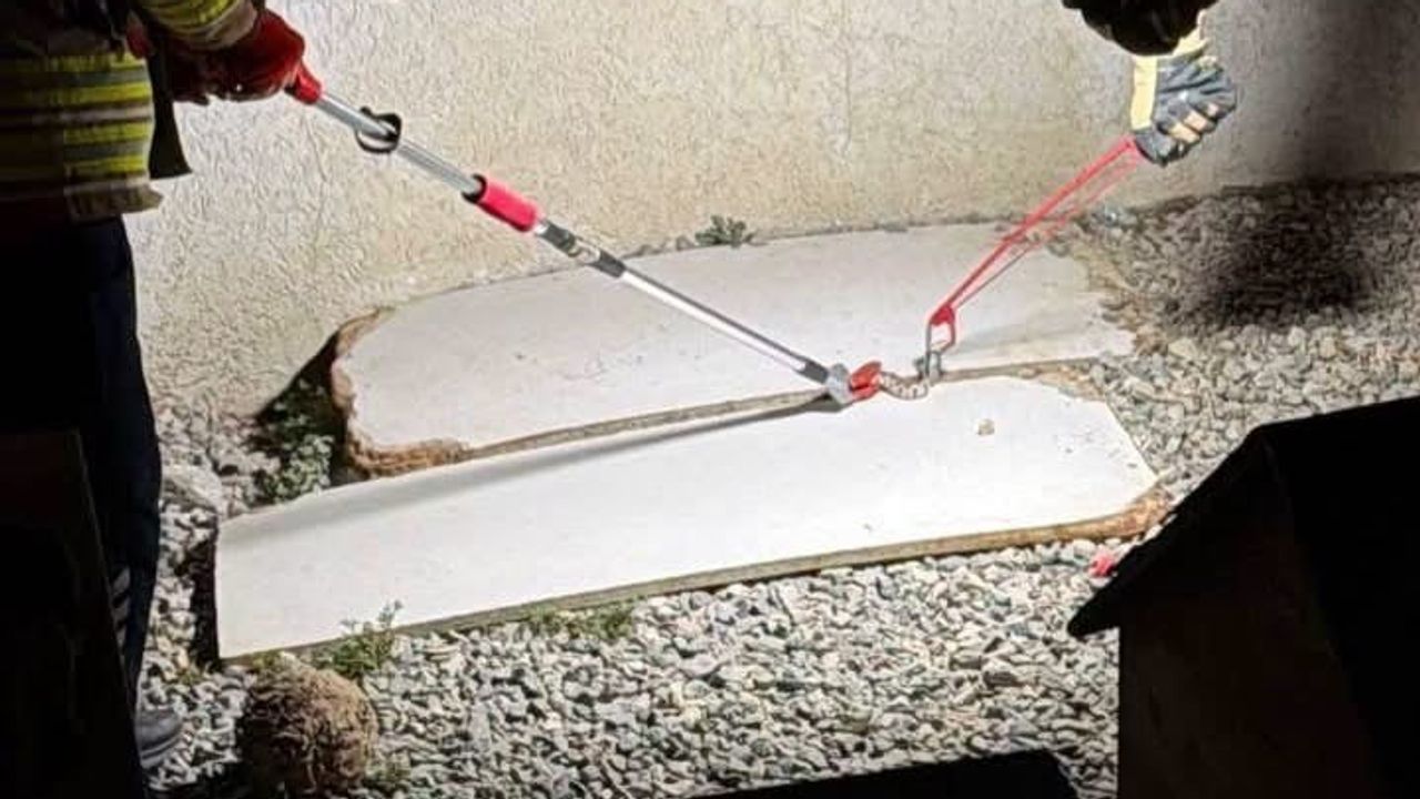 Hatay'da sıcakta yuvalarını arayan yılanlar itfaiyenin müdahalesiyle doğaya döndü