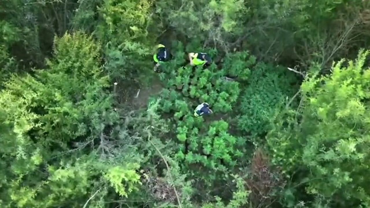 Hatay'da terk edilmiş araçtaki şırıngalar ormanlık alandaki kenevir ekimini ortaya çıkardı