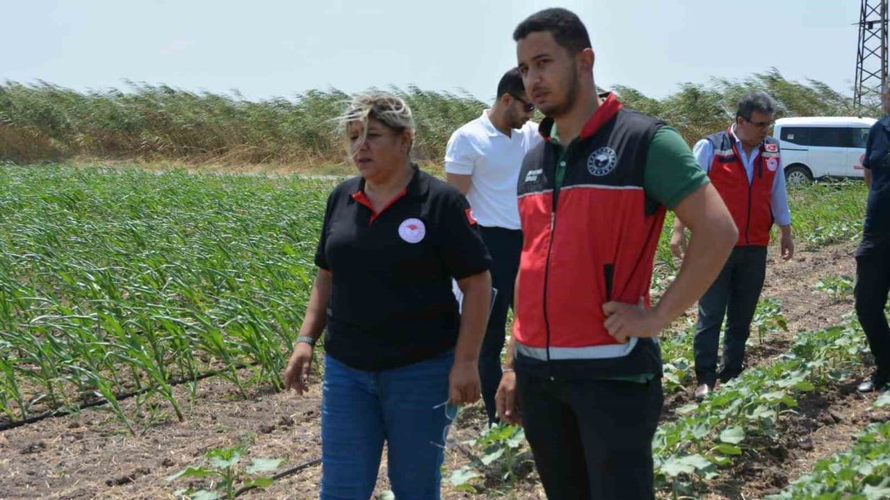 Hatay tarlalarında verim hedefi: pamuk, soya ve ayçiçeği tohumlarının gelişimi yerinde incelendi