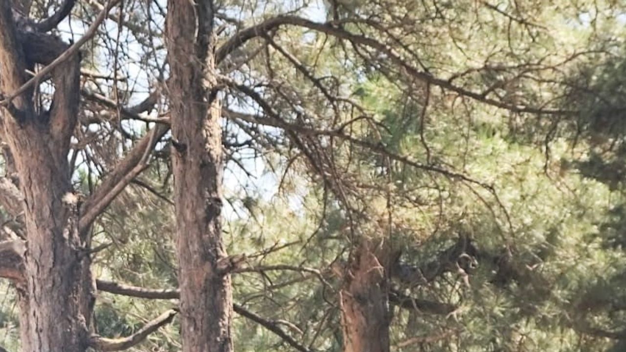 Hava kuvvetleri emrine alınan Mete Kuş, kadrosuzluk nedeniyle emekliye sevk edildi