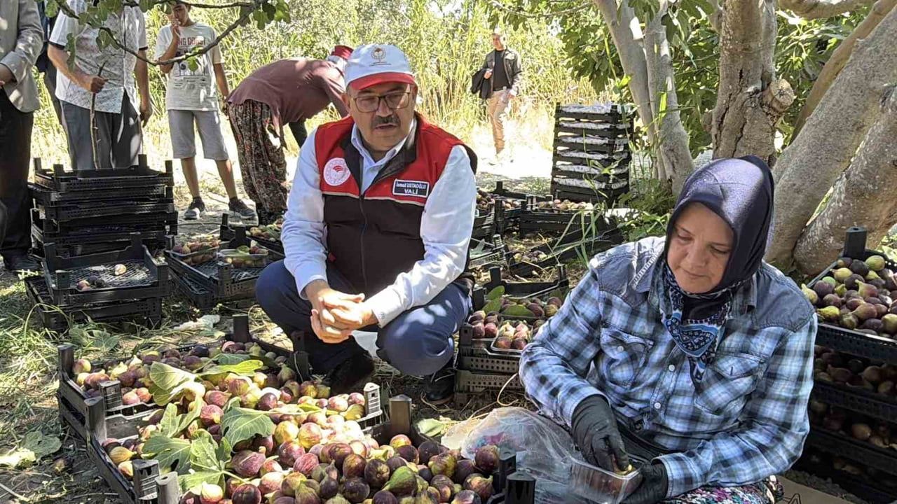 Havran siyah incirinde tarladan sofraya hasat dönemi başladı