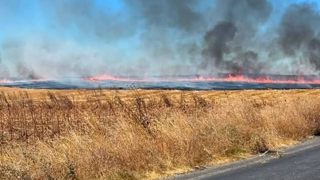 Hayrabolu'da anız alevleri 25 dönümlük araziyi etkiledi