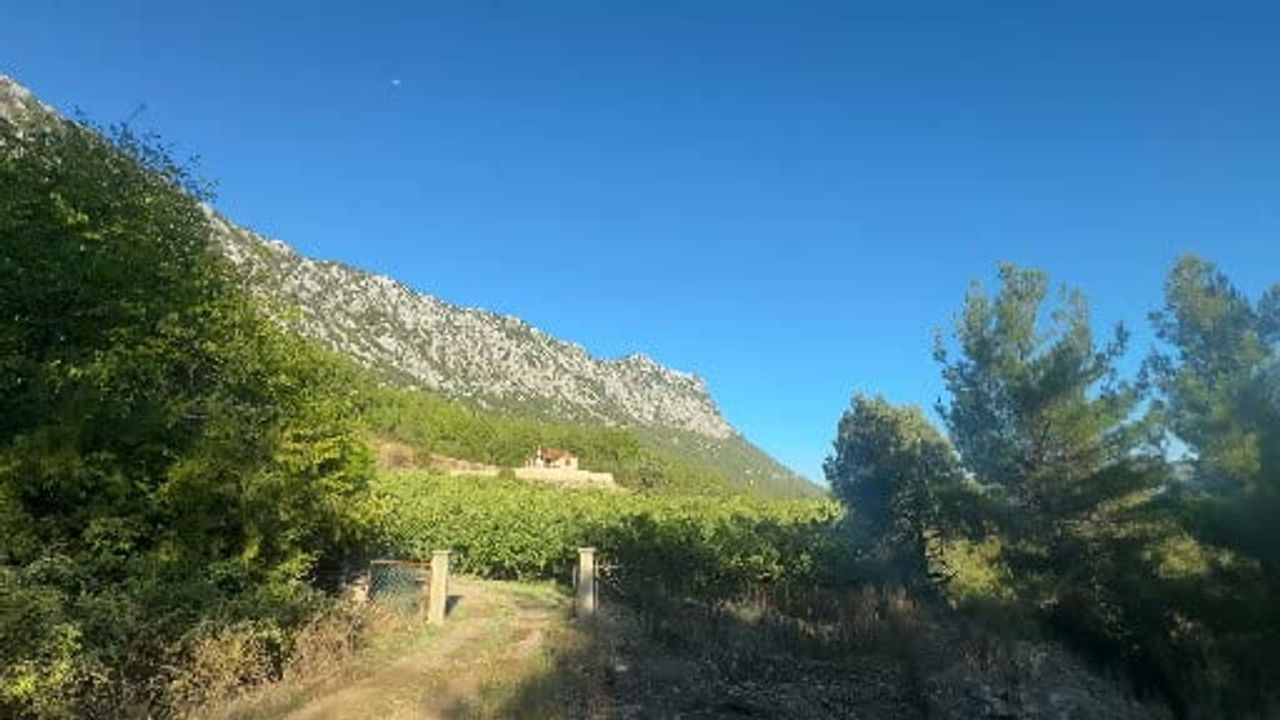 İbradı’da iklim darbesi: Bursa siyah incirinde rekolte yarıya yakın azalacak