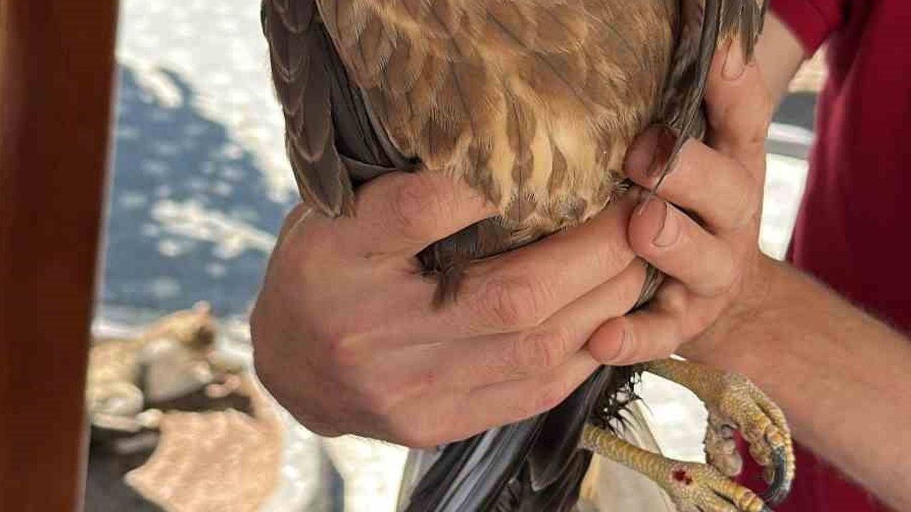 İhsangazi'de bulunan yaralı şahin koruma ekiplerinin bakımına alındı