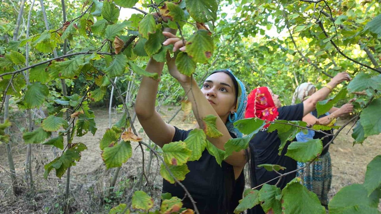 İmeceyle başlayan fındık mesaisi: ovanın kadınları erken ürünü paylaşıyor