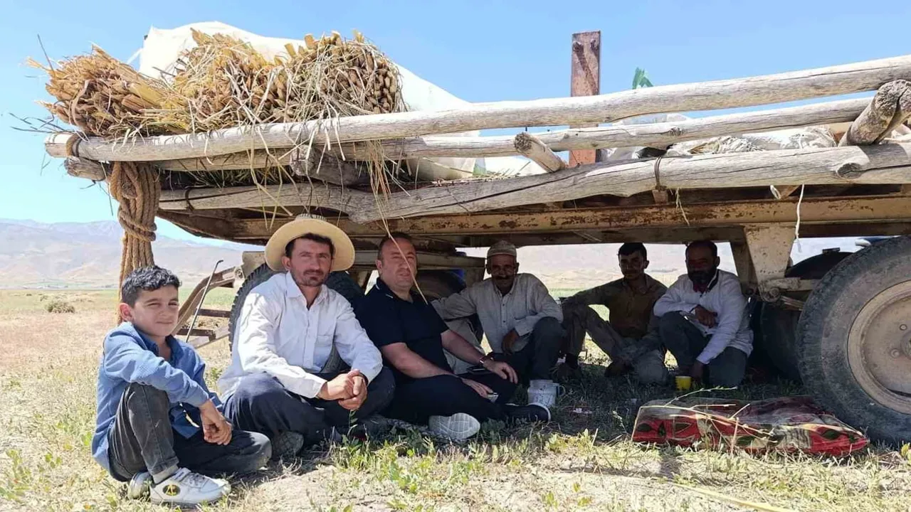 İmeceyle hasat: Yüksekova'da çiftçiler kavurucu sıcağa rağmen tarlada