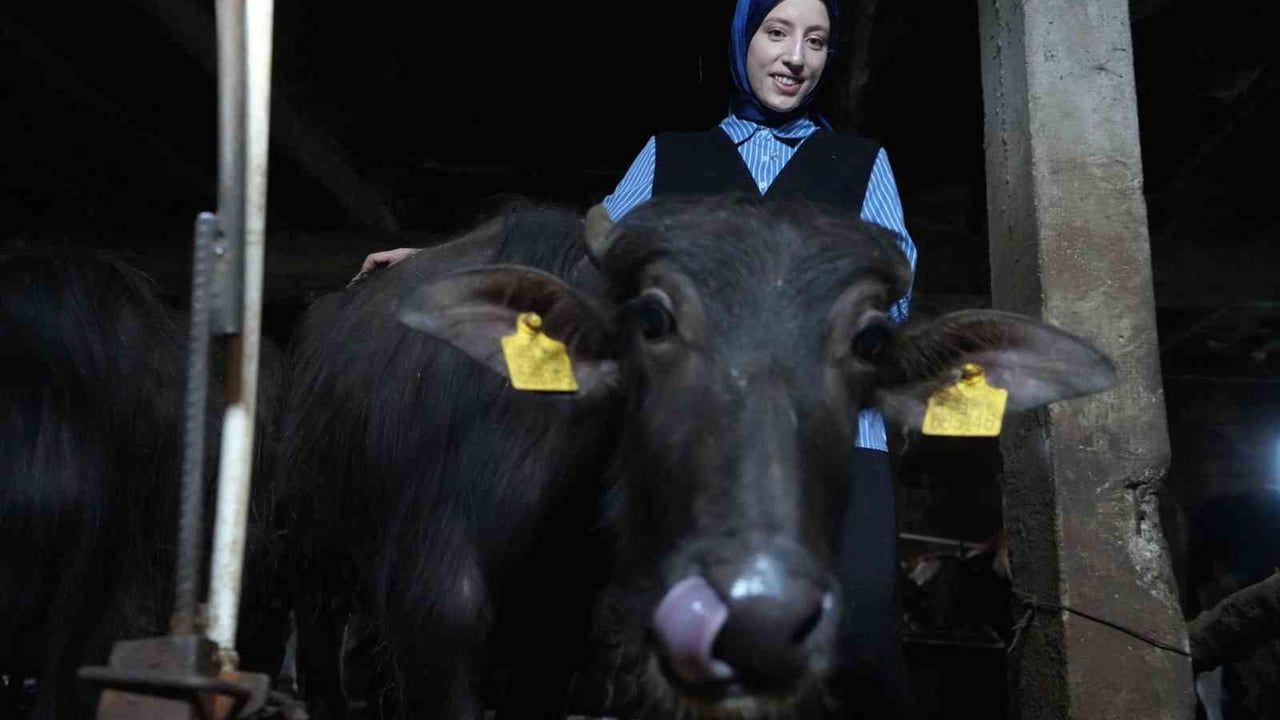 İncili köyünün manda elçisi: hibe ile büyüyen çiftlik