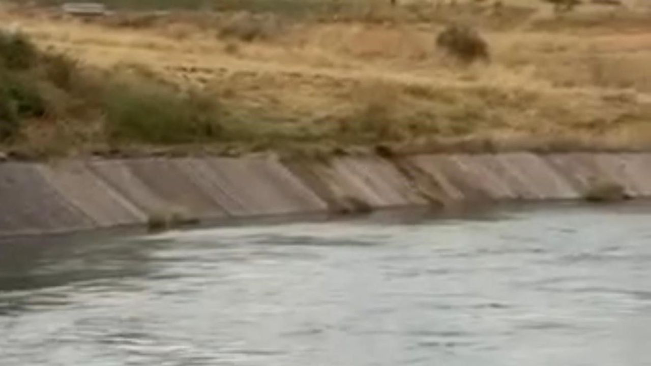 İneği kurtarmak için kanala atlayan vatandaşın müdahalesi