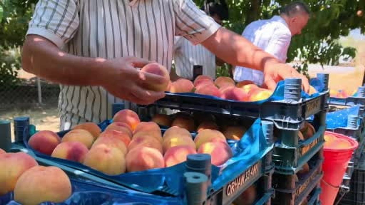 İnegöl'de gülaven şeftalisinin hasadı başladı, üreticiler pazara ve ihracata odaklandı
