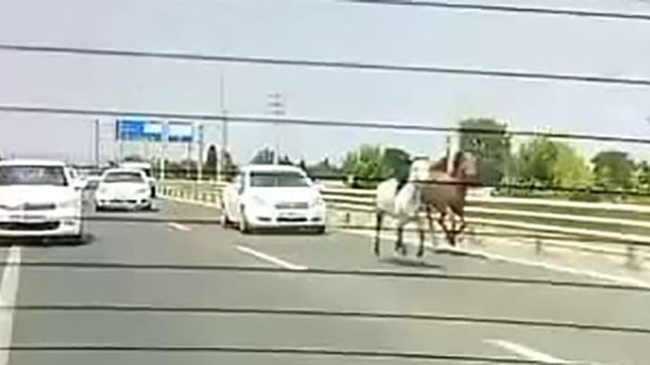 İnegöl'de kara yolunu hipodroma çeviren başıboş atlar trafikte tehlike oluşturdu