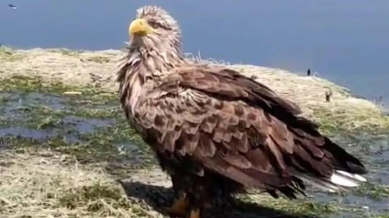 Işıklı Gölü'nde nilüfer turunda tekneye yaklaşan Ak Kuyruklu Kartal kayıt altına alındı