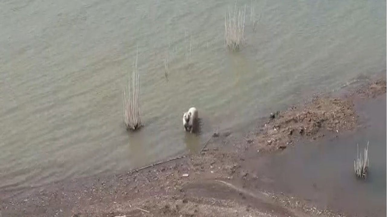 İslahiye'de barajın serin suyuna giren köpekler sıcak havada serinledi
