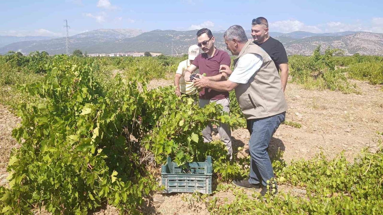 İslahiye'de sofralık ve pekmezlik üzüm sezonu erken hasatla açıldı
