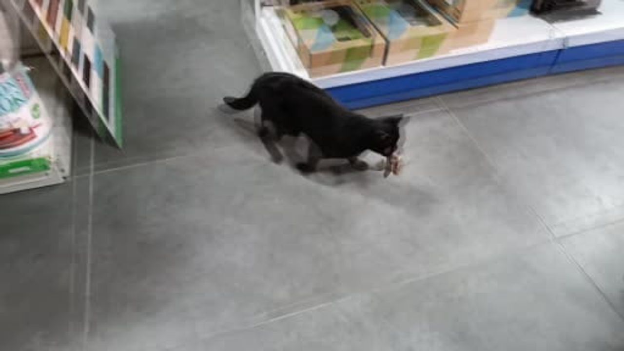 İşyeri önünde kedi müdahalesiyle minik serçenin hayatı kurtuldu