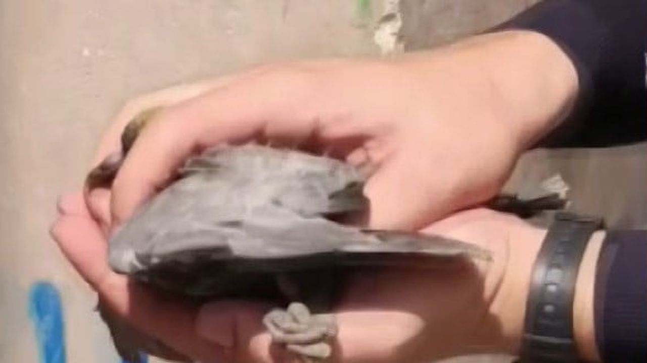 İtfaiyenin müdahalesiyle Adana'da tavana sıkışan güvercin yeniden doğaya kavuştu