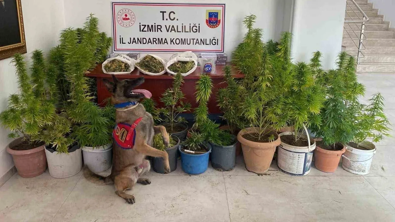 İzmir'de geniş çaplı jandarma baskını: üç kişi tutuklandı