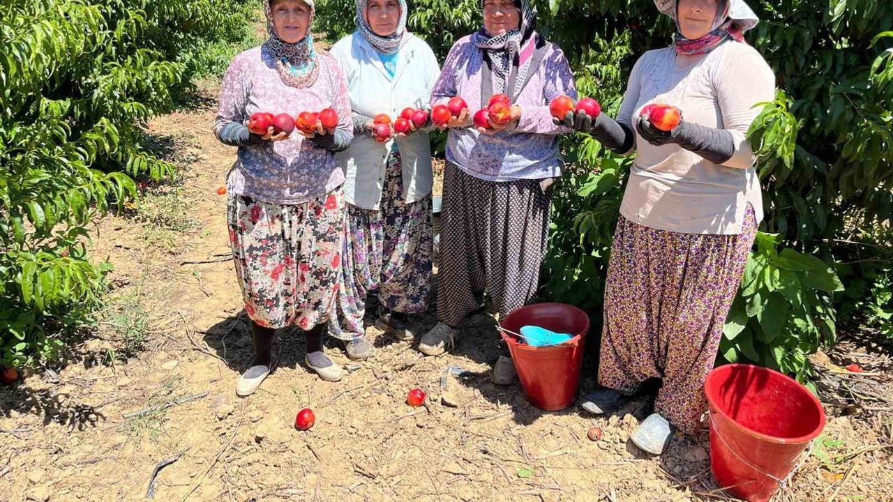 İznik'te üreticiden piyasa düzeni çağrısı: tarladan markete uçan nektarin fiyatına tepki