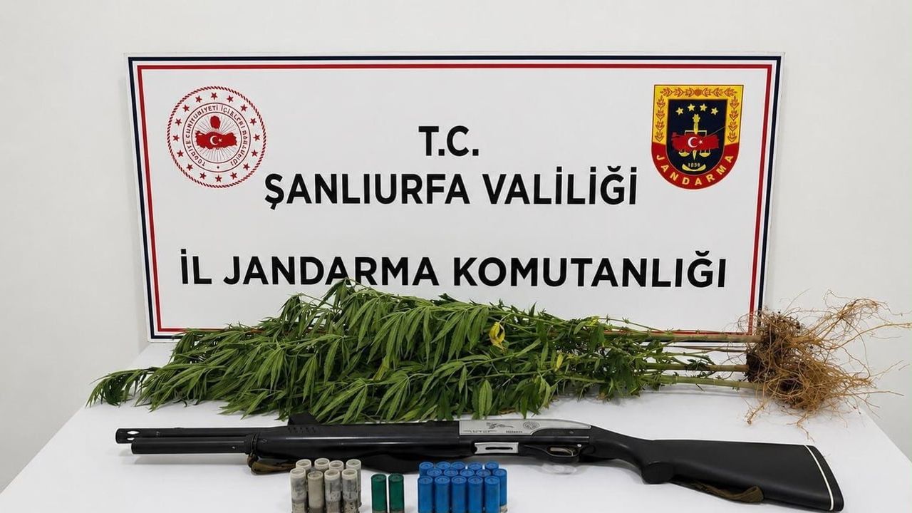 Jandarma Halfeti'de üç kök kenevirle silah ele geçirdi, bir şüpheli gözaltında