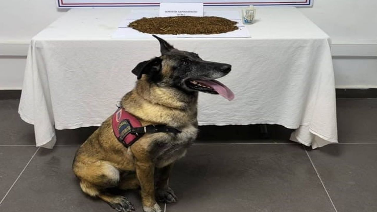 Jandarmadan Günyüzü'nde bonzai operasyonu: 361 gram ele geçirildi