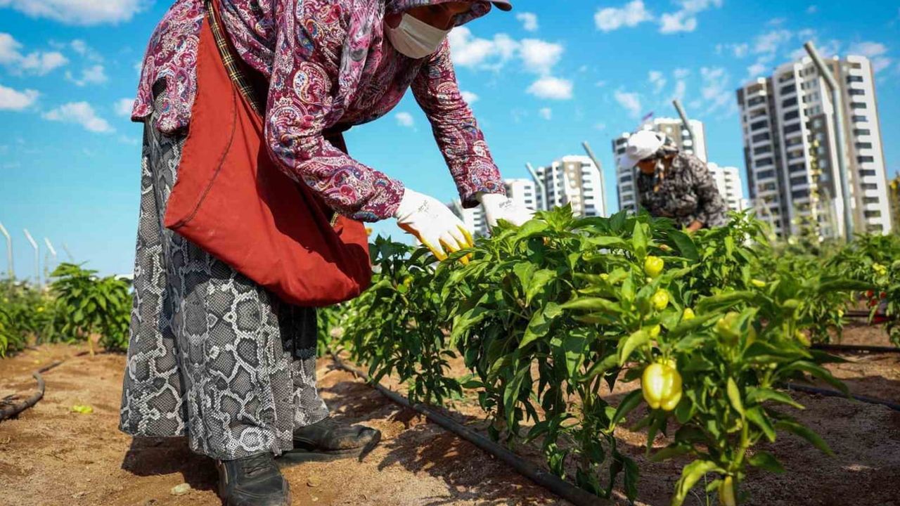 Kadın komün kent bostanlarıyla yerel tohumlara hayat veriliyor