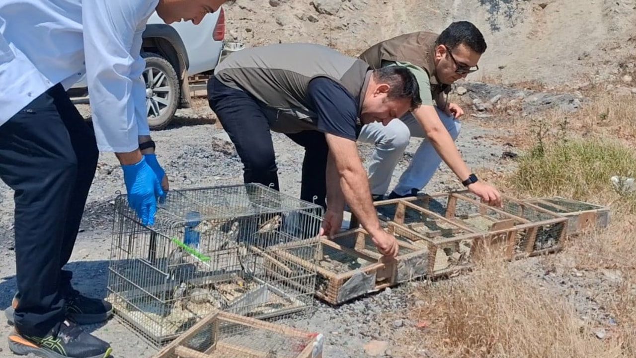 Kahramanmaraş'ta doğaya dönüş: 175 saka kuşu kurtarıldı