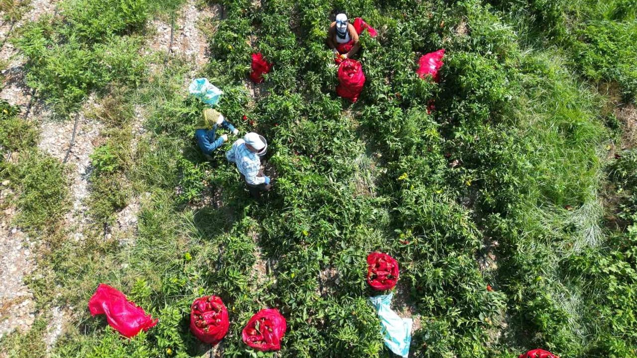 Kahramanmaraş’ta kapya sezonu başladı, üreticiler kaliteye vurgu yapıyor