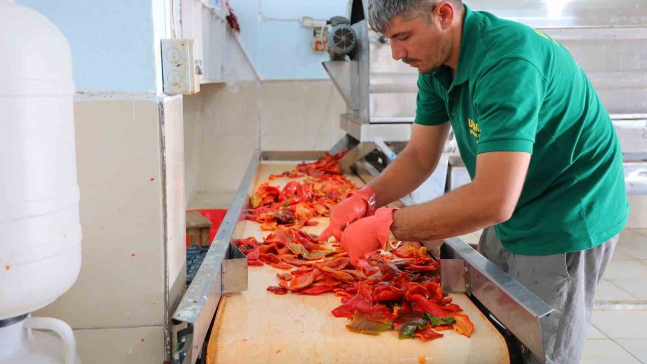 Kahramanmaraş'ta salça sezonu başladı: biberler makineyle püreye dönüşüyor
