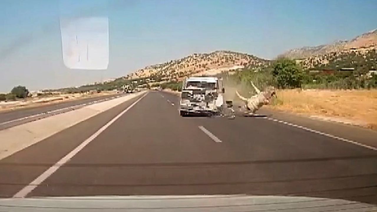 Kahta'da yol kenarına çıkan eşek kamyonetin çarpmasıyla metrelerce havaya fırladı