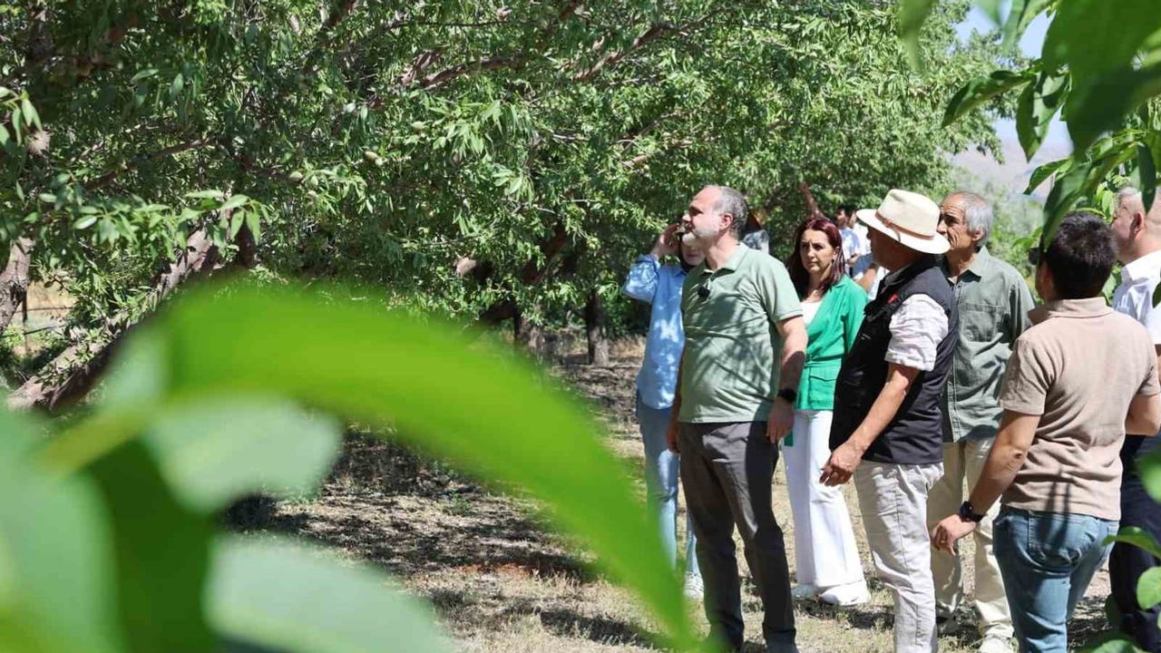 Kampüste genç eller hasat yaptı: Niğde Ömer Halisdemir Üniversitesi'nde erik, böğürtlen ve badem zamanı